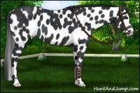 Horse Color:Black Appaloosa