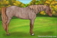 Horse Color:Red Roan 