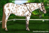 Horse Color:Liver Chestnut Pearl Near Leopard Rabicano 
