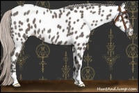Horse Color:Silver Black Appaloosa 
