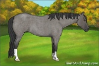 Horse Color:Grullo Roan 