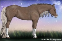 Horse Color:Silver Black Splash 
