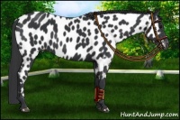Horse Color:Black Appaloosa