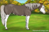 Horse Color:Silver Black Splash