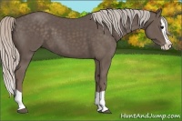 Horse Color:Silver Black Splash