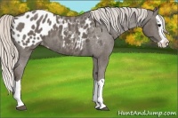 Horse Color:Silver Black Splash Appaloosa