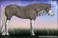 Horse Color:Silver Black Splash 