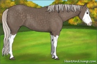 Horse Color:Silver Black Splash