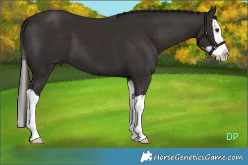 Horse Color:Liver Chestnut Splash