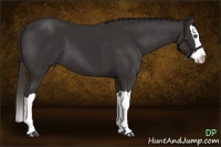 Horse Color:Liver Chestnut Splash 