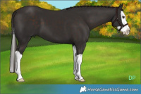 Horse Color:Liver Chestnut Splash 