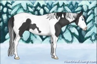 Horse Color:Black Splash Tobiano 