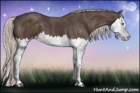 Horse Color:Silver Black Splash