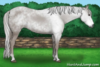 Horse Color:Gray Black 