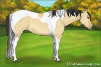 Horse Color:Buckskin Dun Tobiano Rabicano 