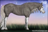 Horse Color:Silver Black Splash 