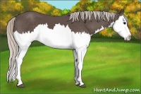 Horse Color:Silver Black Splash 