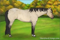 Horse Color:Buckskin Roan Dun