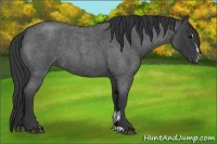 Horse Color:Blue Roan Sabino 