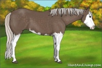 Horse Color:Silver Black Splash