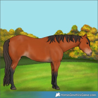 Horse Color:Bay 