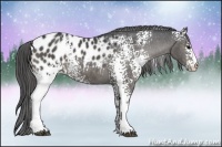 Horse Color:White Spotted Black Blanket 