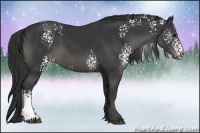 Horse Color:White Spotted Black