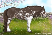 Horse Color:Liver Chestnut Sabino Rabicano