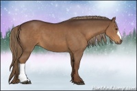 Horse Color:Liver Chestnut 