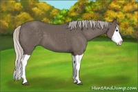 Horse Color:Silver Black Splash