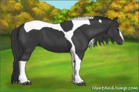 Horse Color:Black Sabino Tobiano