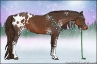 Horse Color:White Spotted Liver Chestnut Appaloosa 