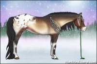 Horse Color:Brown Onyx Sabino Appaloosa 