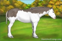 Horse Color:Silver Black Splash 