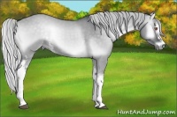 Horse Color:White Spotted Silver Grullo Chinchilla Onyx 