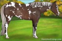 Horse Color:White Spotted Silver Brown Sabino Rabicano 