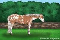 Horse Color:Silver Brown Sabino Appaloosa
