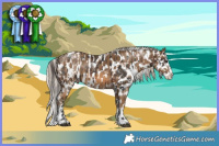 Horse Color:Brown Sabino Appaloosa and Chocolate Palomino Sabino Splash Appaloosa
