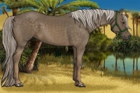 Horse Color:Chocolate Palomino 