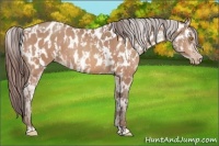 Horse Color:Sable Champagne Appaloosa and Sable Champagne Appaloosa