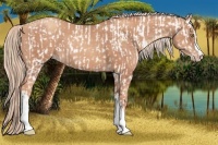 Horse Color:Gold Champagne Appaloosa  and Gold Champagne 