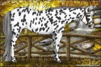 Horse Color:Black Leopard 