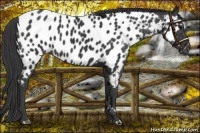 Horse Color:Black Appaloosa