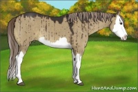 Horse Color:Liver Red Dun Splash 
