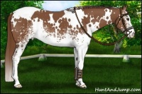 Horse Color:White Spotted Chestnut 