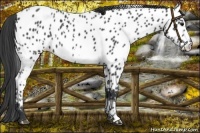 Horse Color:White Spotted Black Near Leopard 