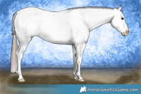 Horse Color:Black Splash Snowcap 