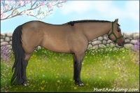 Horse Color:Bay Dun