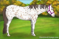 Horse Color:Amber Champagne Appaloosa  and Amber Champagne Appaloosa 