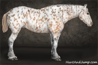 Horse Color:Buckskin Appaloosa  and Buckskin Appaloosa Rabicano 